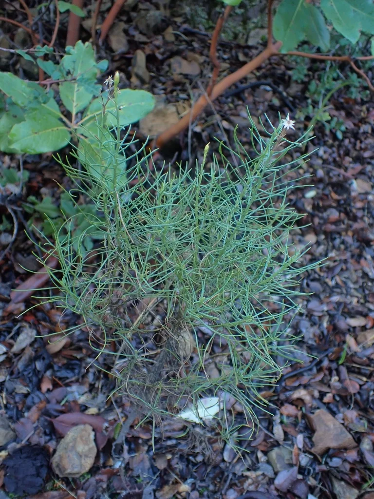 Ericameria Arborescens