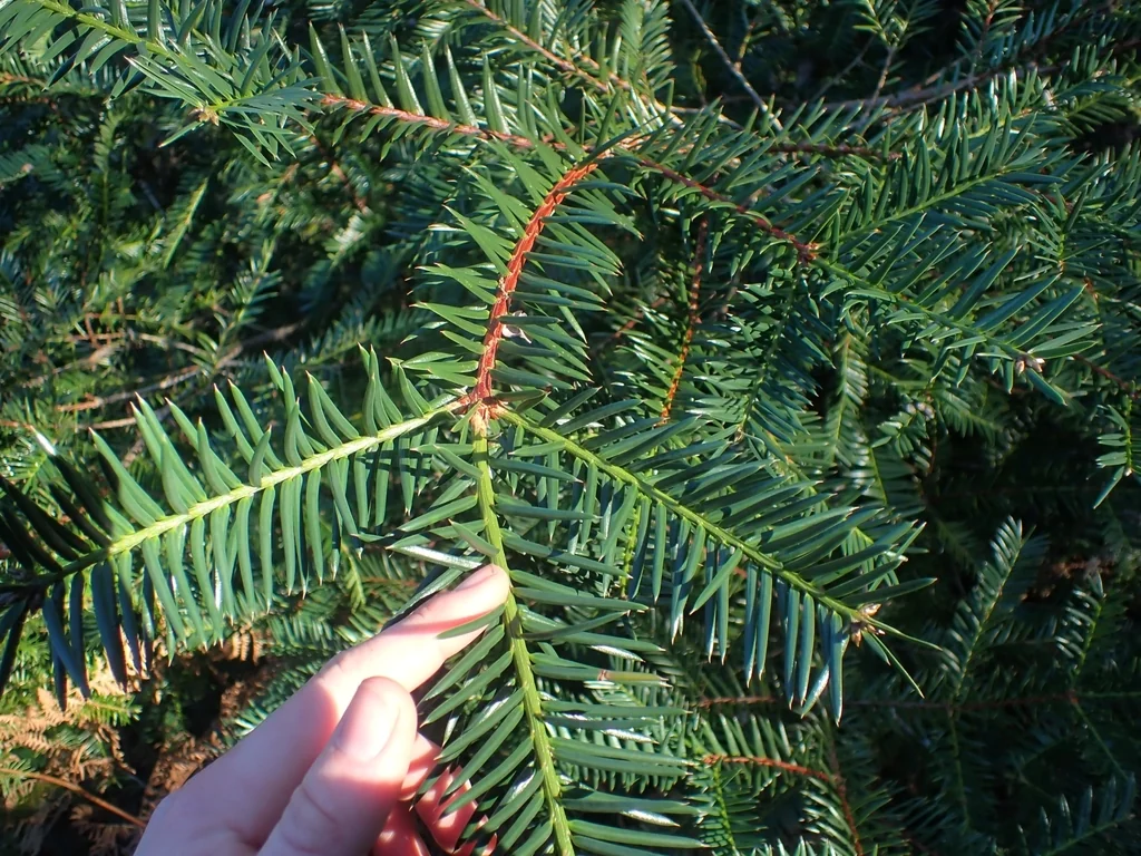 Torreya Californica