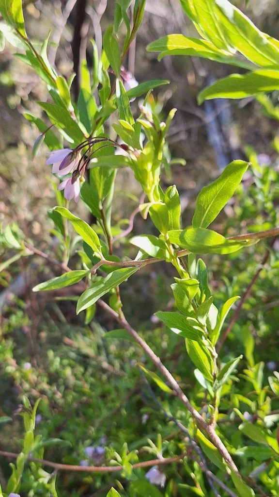 Sollya Heterophylla