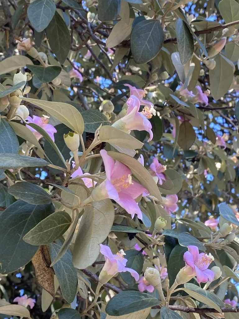 Lagunaria Patersonii
