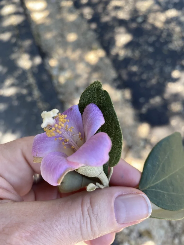 Lagunaria Patersonii