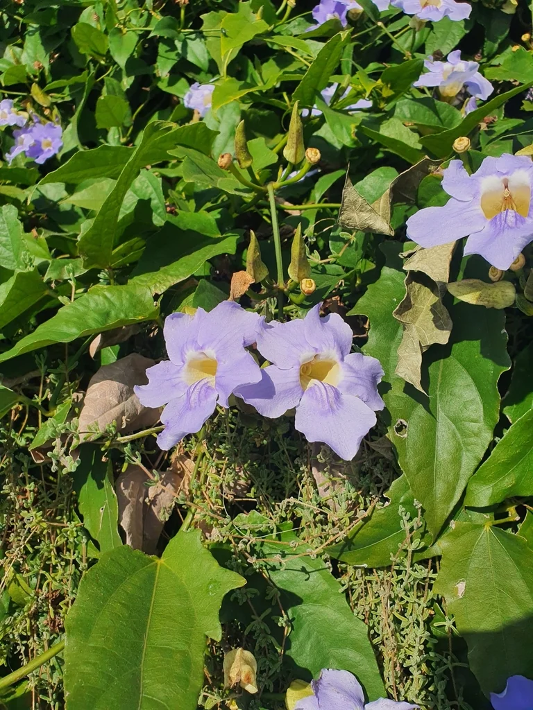 Thunbergia Grandiflora