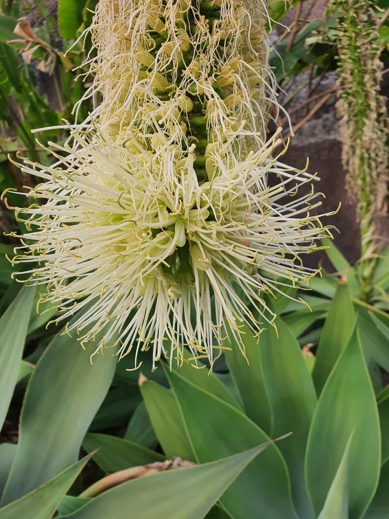Agave Attenuata
