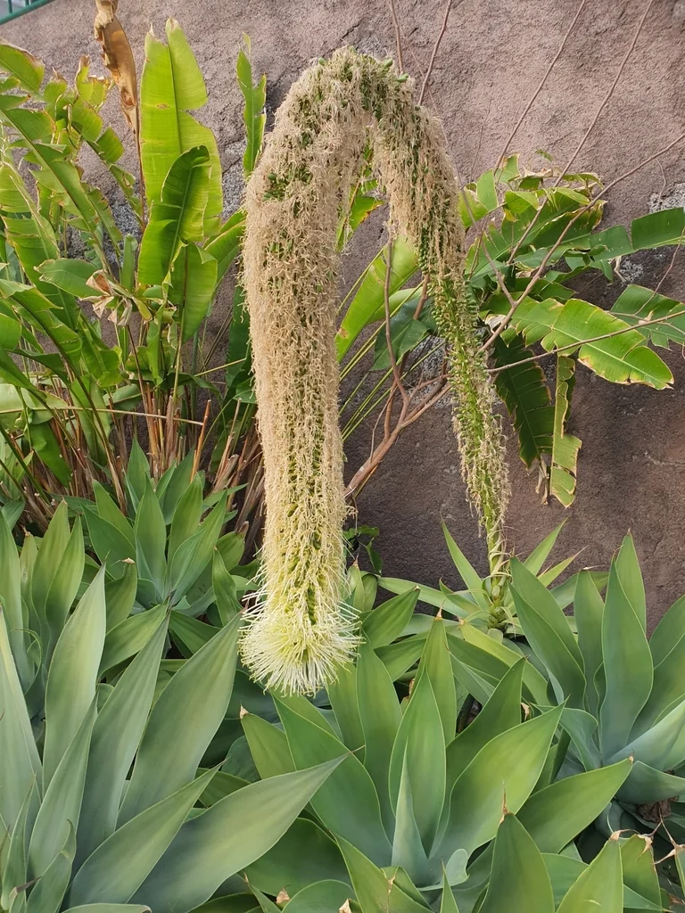 Agave Attenuata