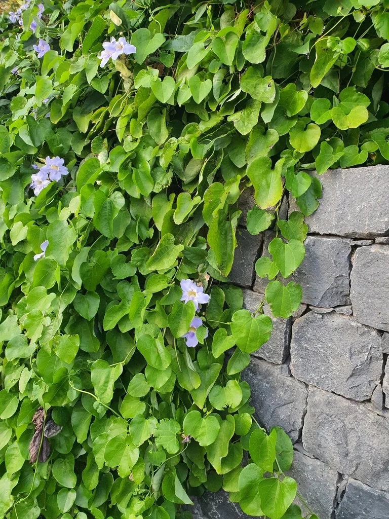 Thunbergia Grandiflora