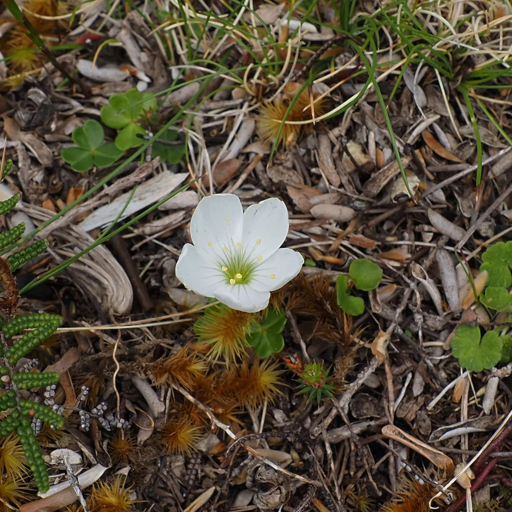 Oxalis Magellanica