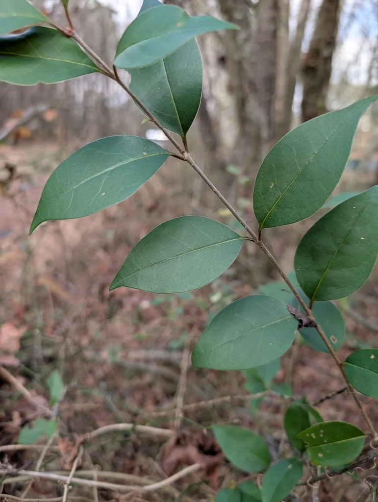 Ligustrum Japonicum
