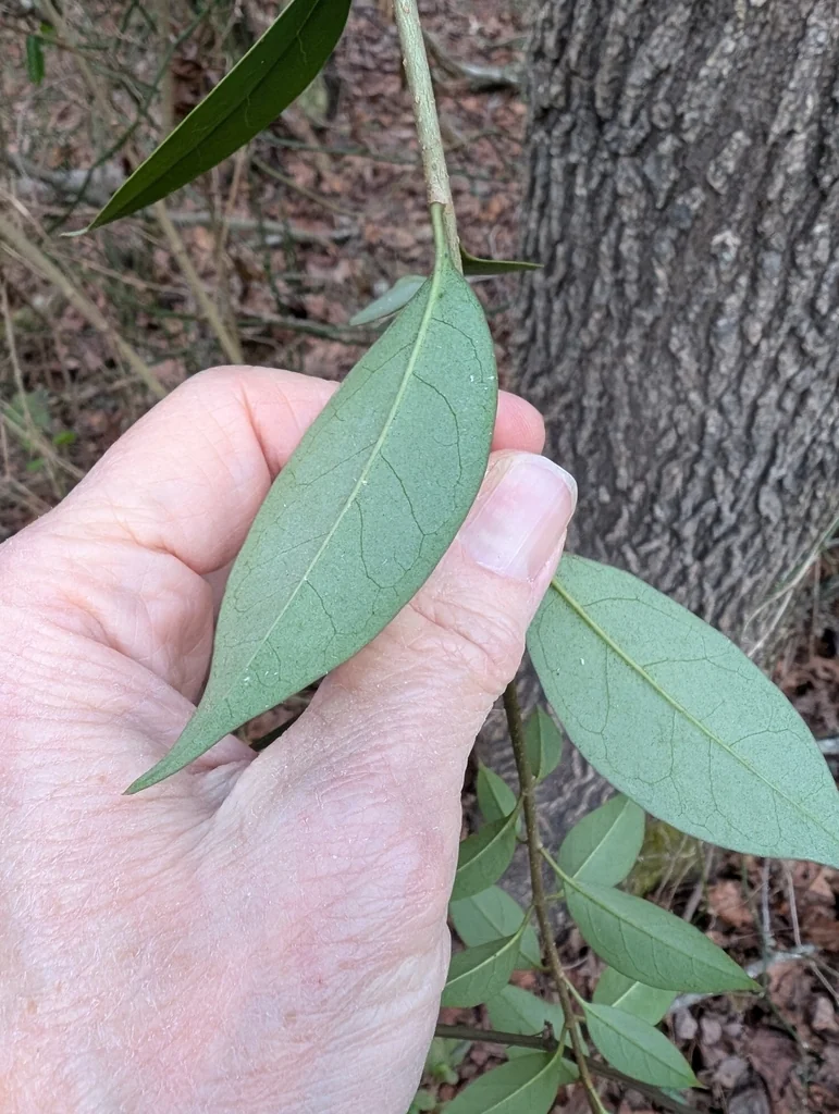 Ligustrum Japonicum