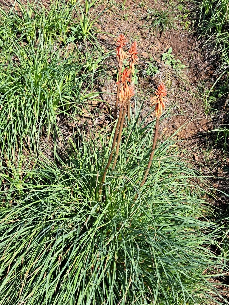 Kniphofia Uvaria