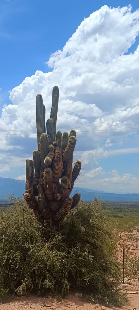 Echinopsis Terscheckii