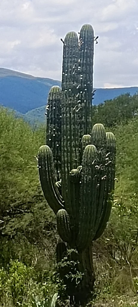 Echinopsis Terscheckii