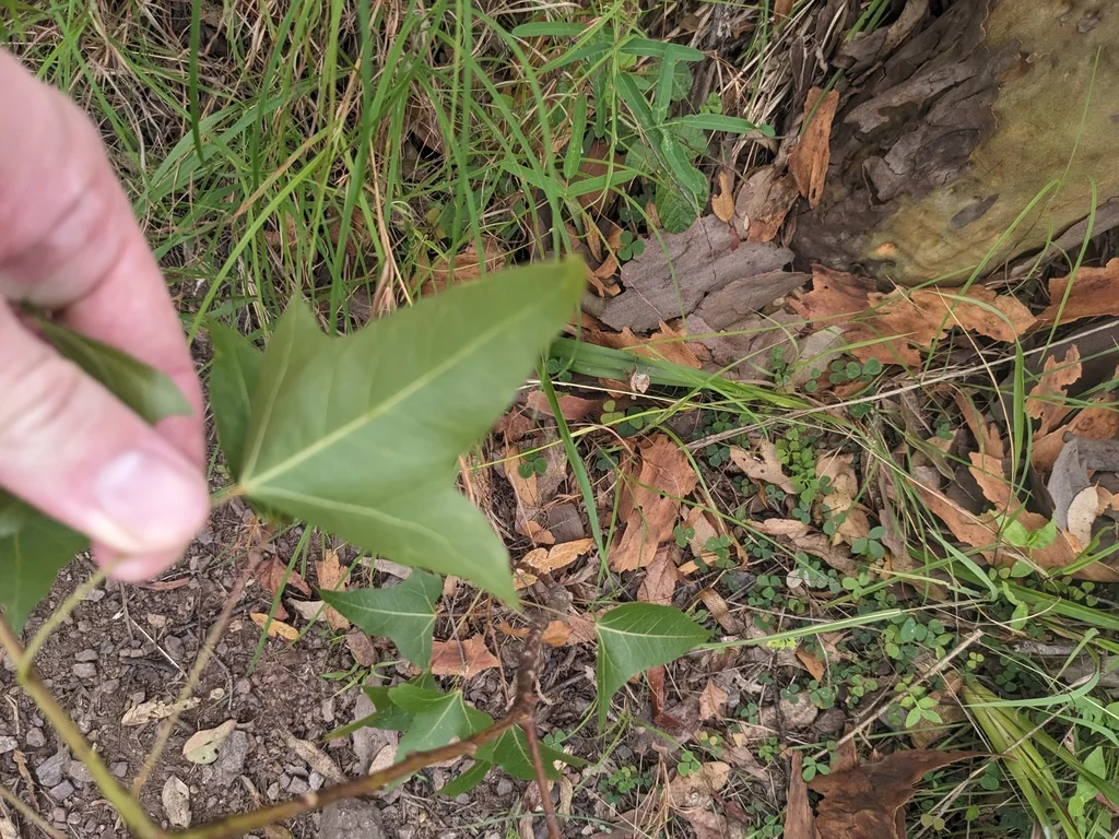 Brachychiton Populneus