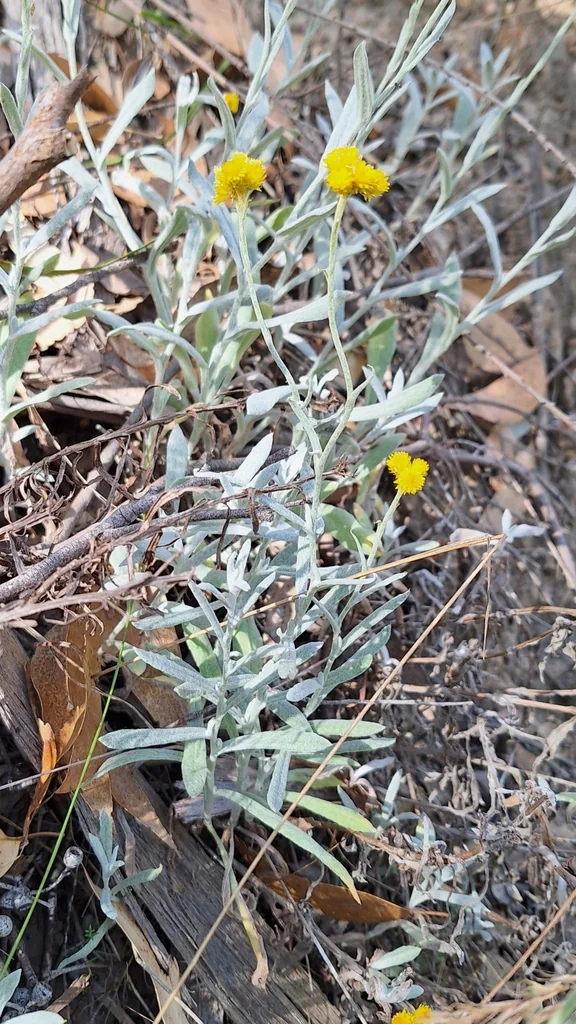 Chrysocephalum apiculatum