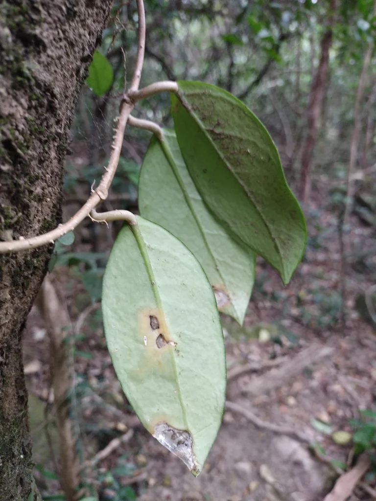Hoya carnosa