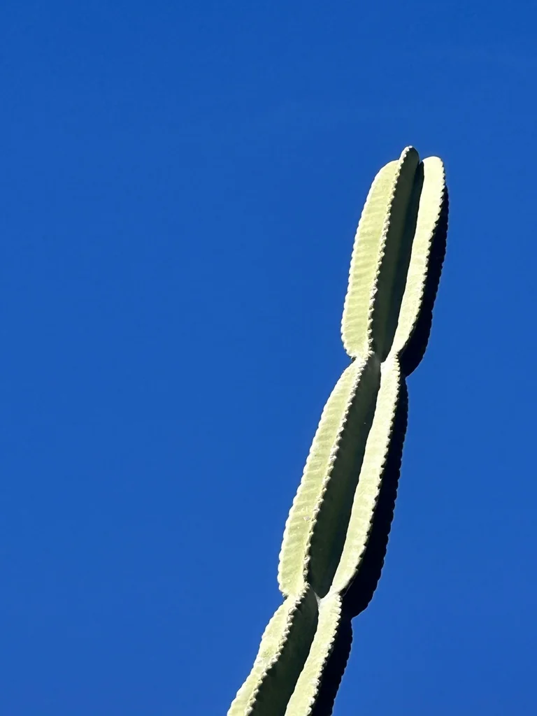Cereus Hexagonus