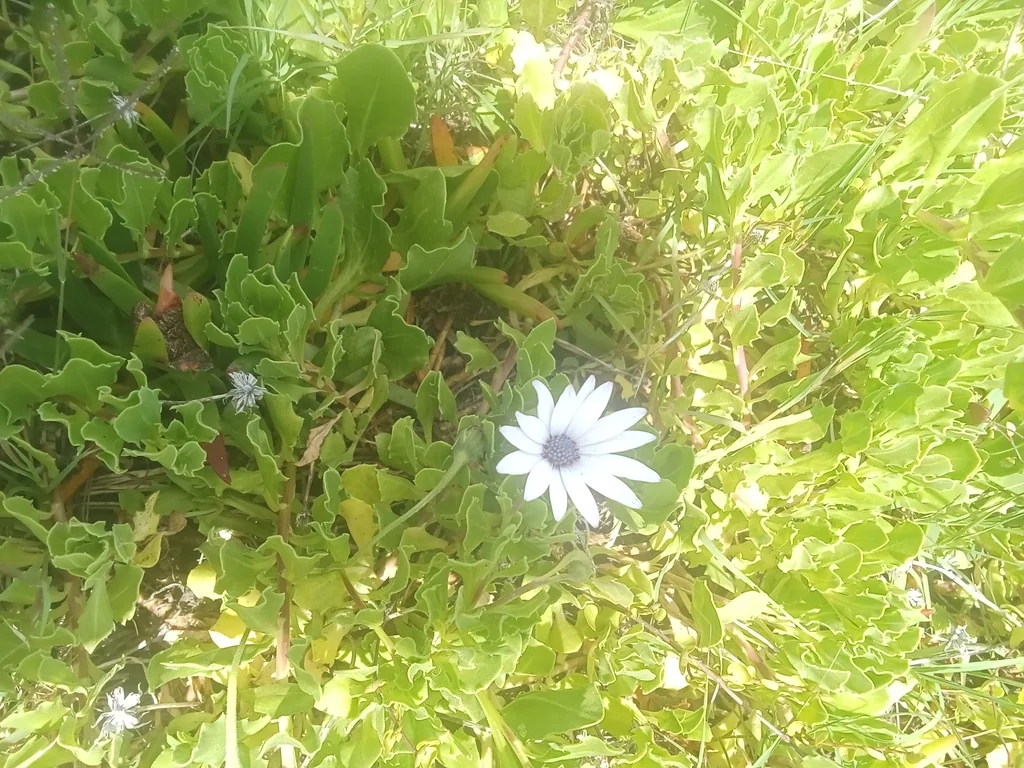 Osteospermum Fruticosum