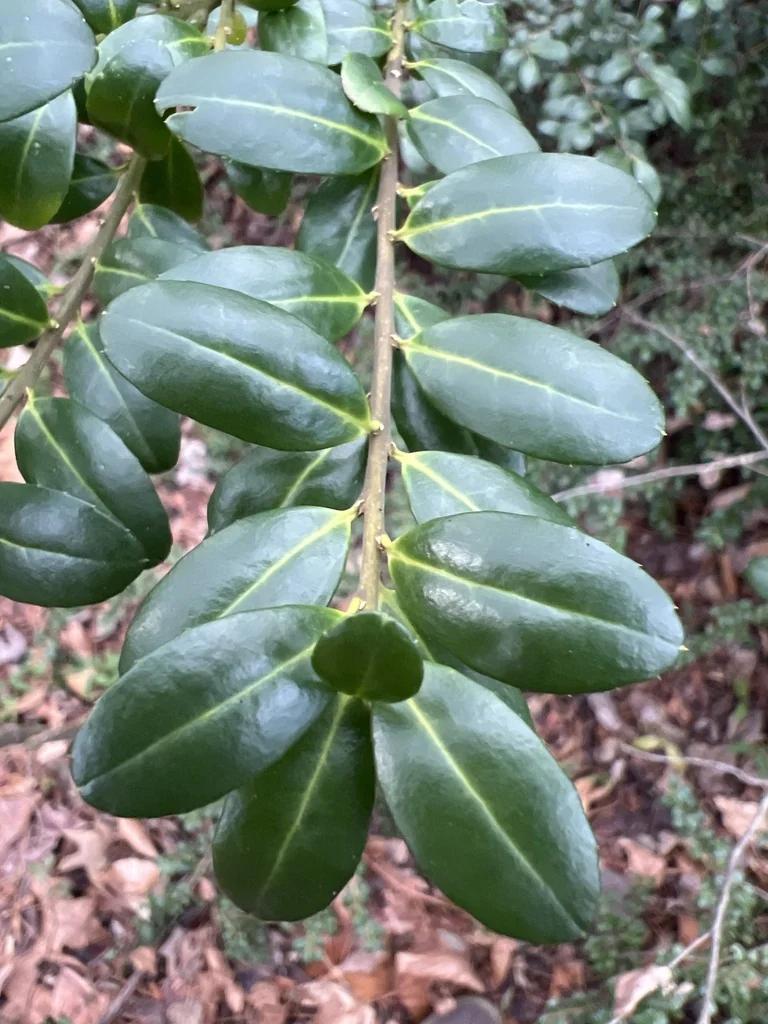 Ilex crenata
