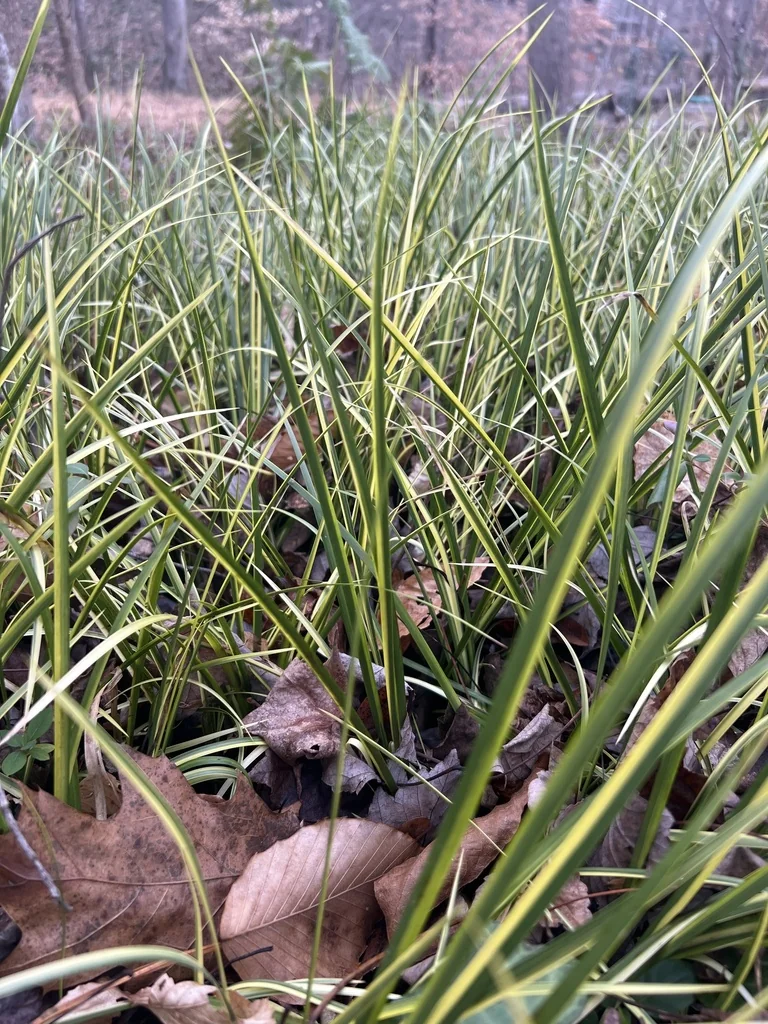 Acorus Gramineus