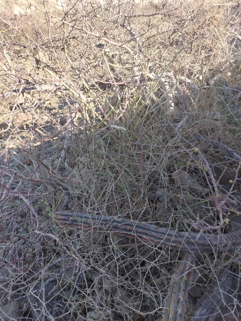 Pedilanthus Macrocarpus