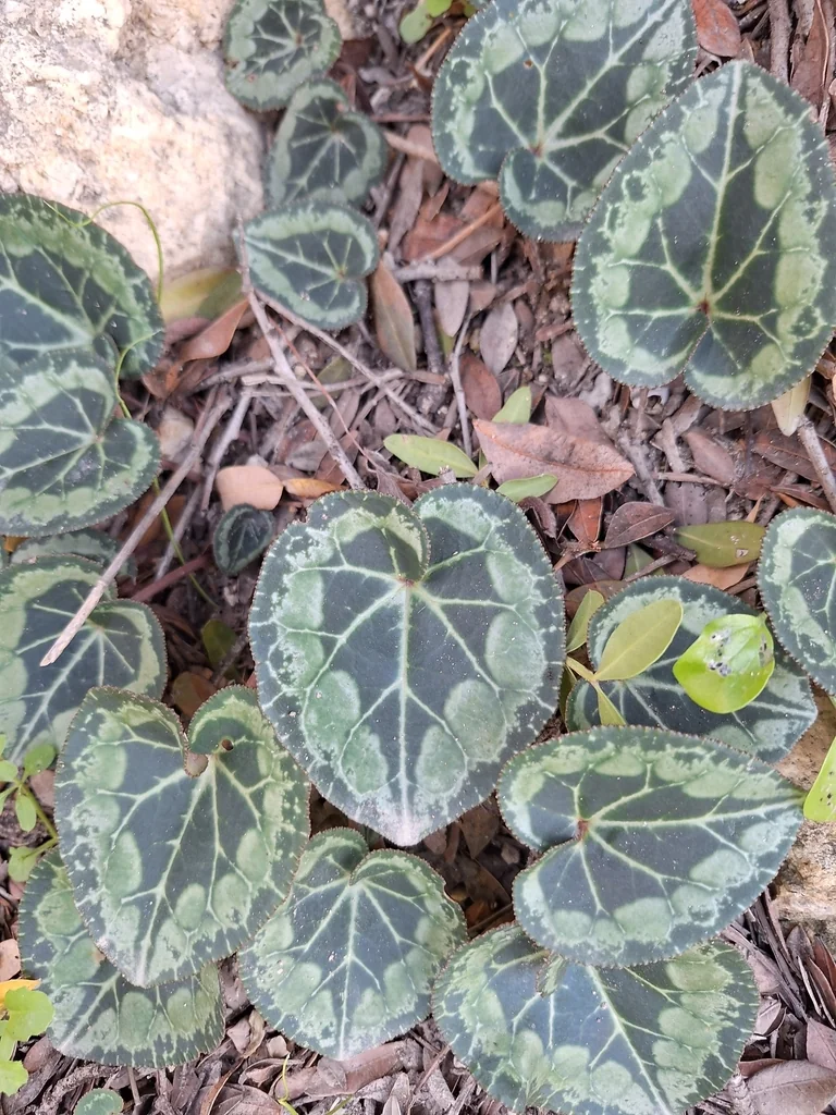 Cyclamen Persicum