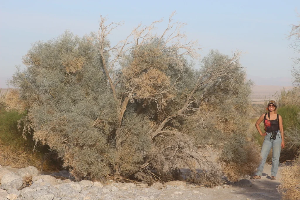 Psorothamnus Spinosus