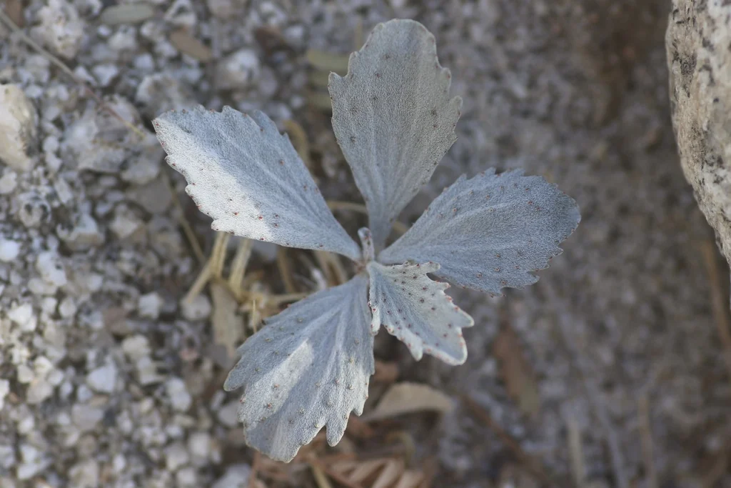 Psorothamnus Spinosus