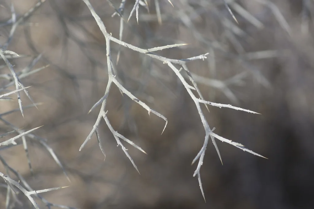 Psorothamnus Spinosus