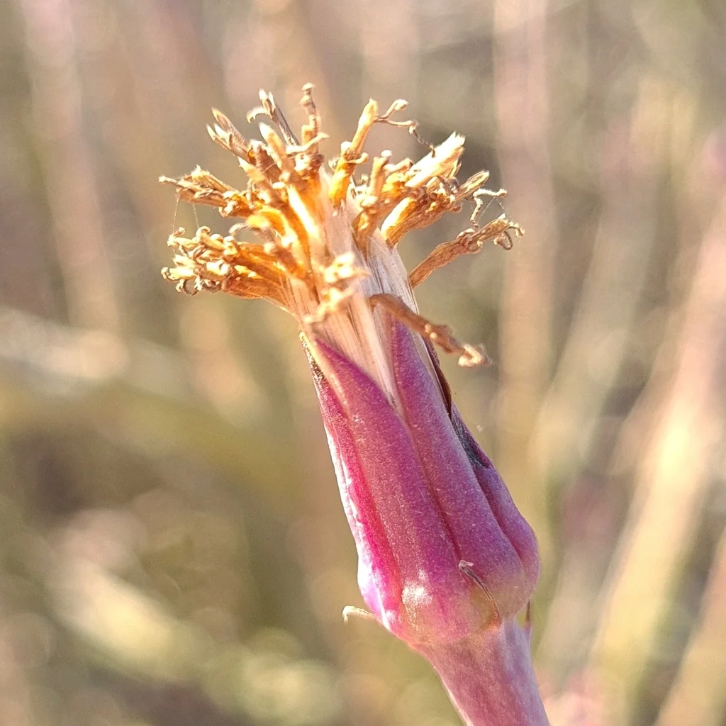 Senecio Anteuphorbium