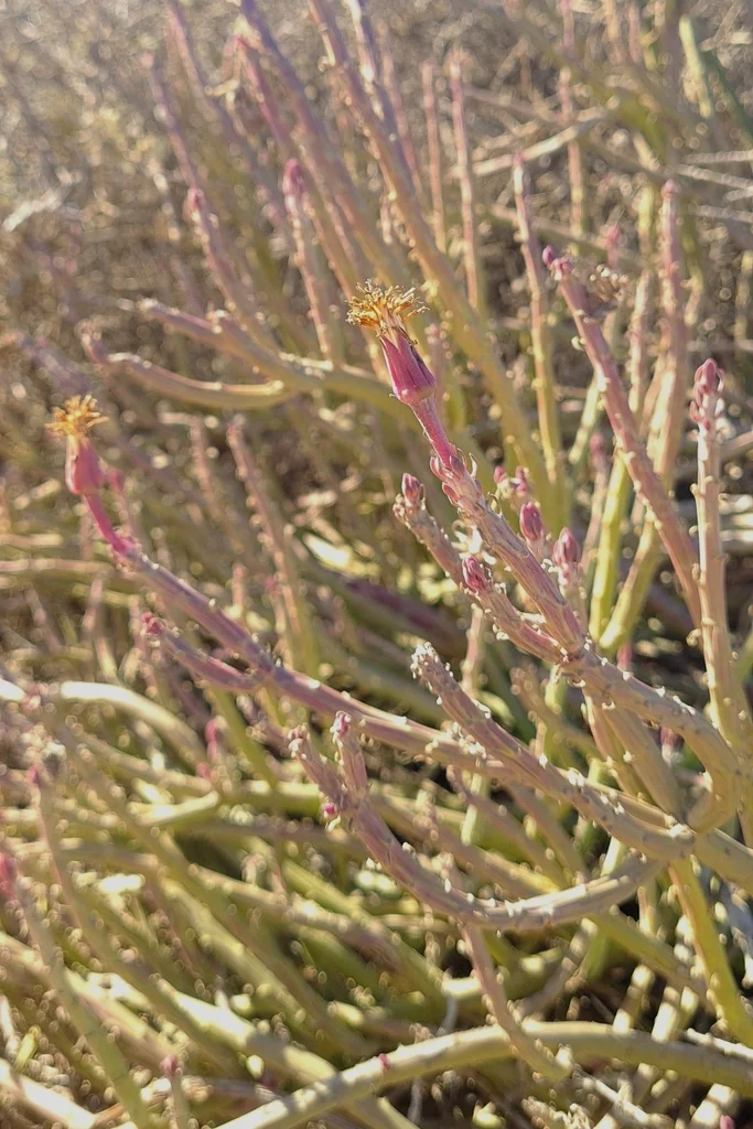 Senecio Anteuphorbium