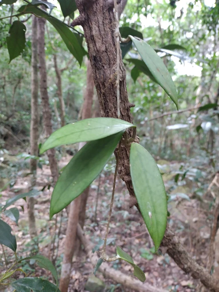Hoya carnosa