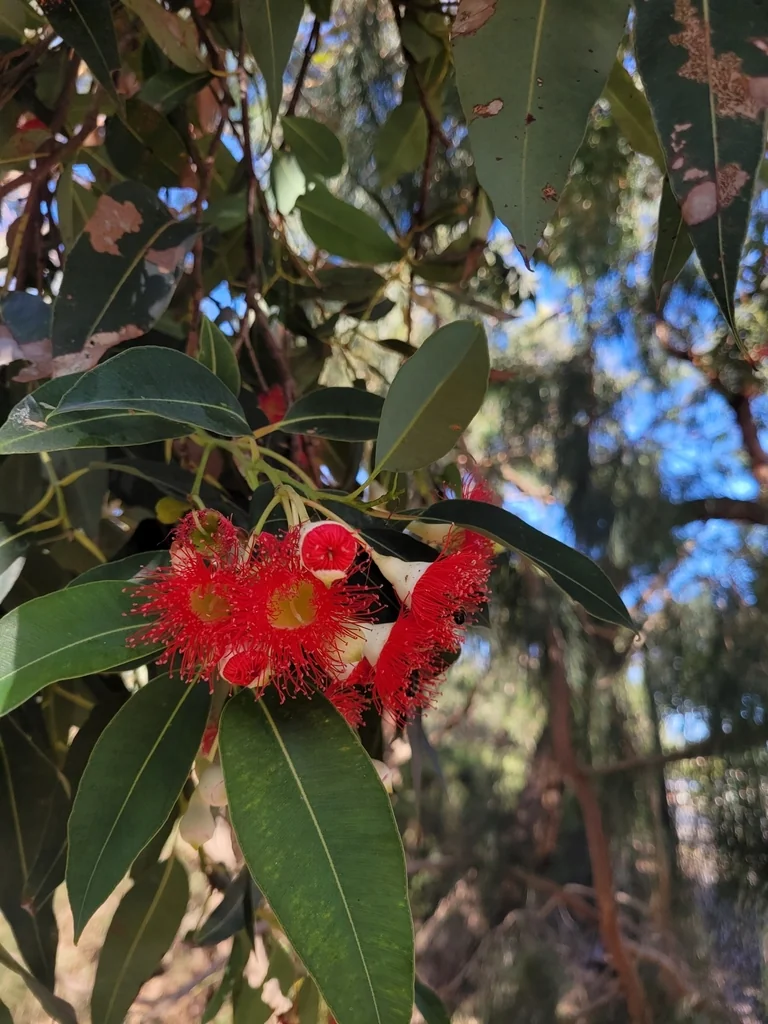Corymbia Ficifolia