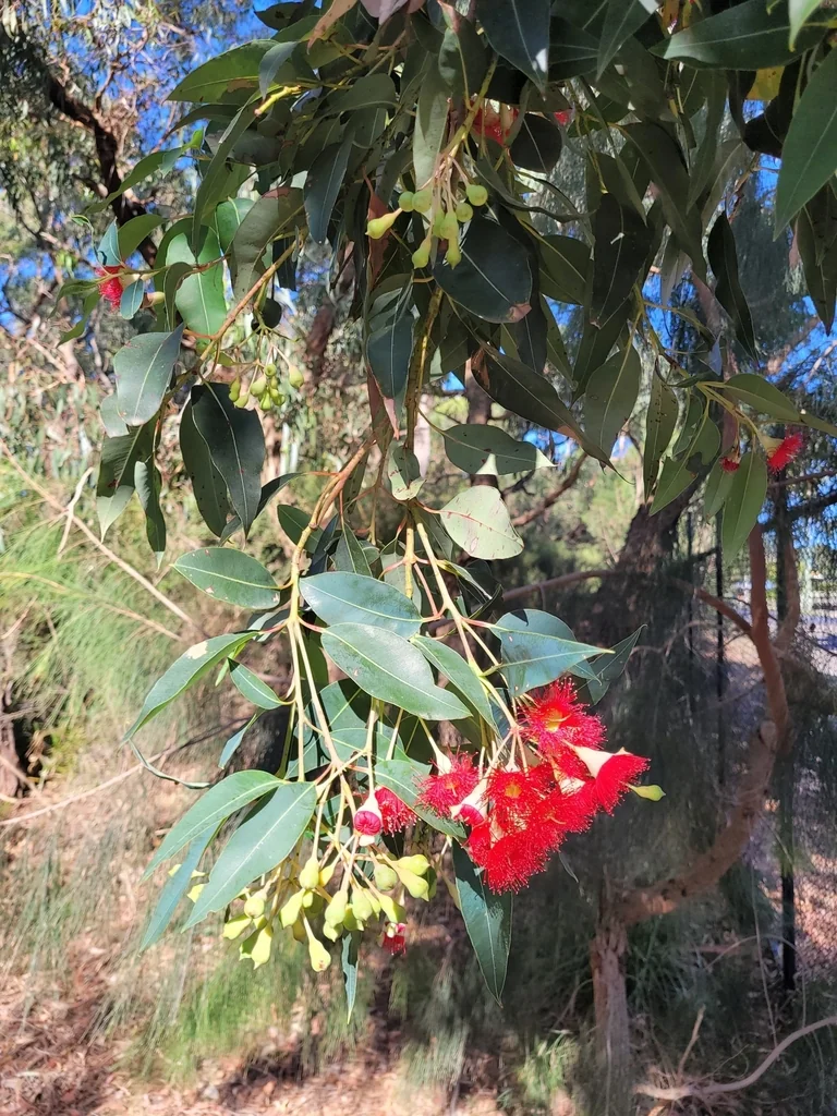 Corymbia Ficifolia