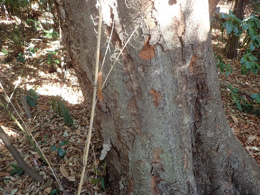 Zelkova Serrata