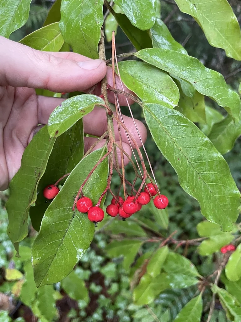 Photinia Davidiana