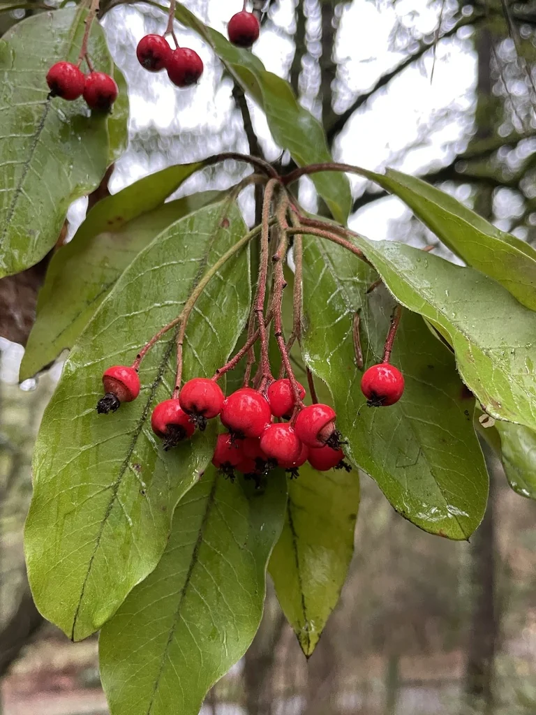 Photinia Davidiana