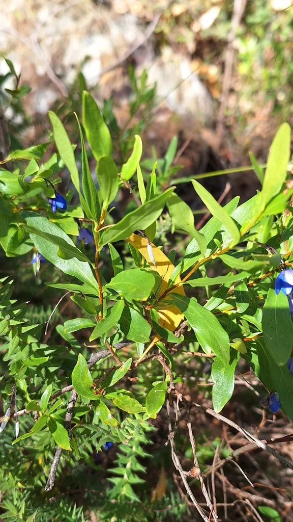 Sollya Heterophylla