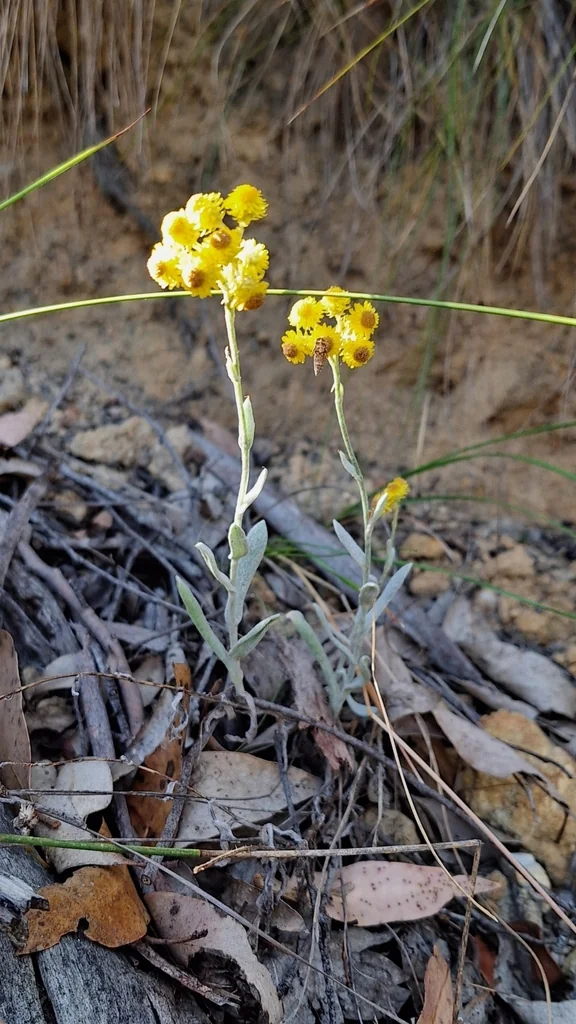 Chrysocephalum apiculatum