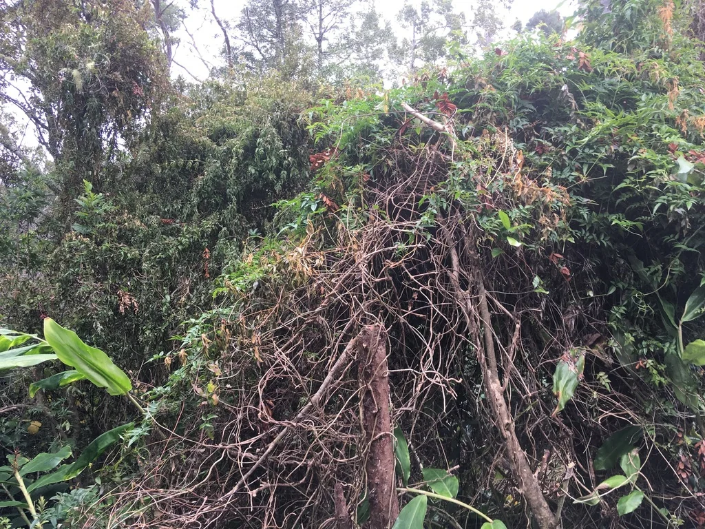 Jasminum Polyanthum