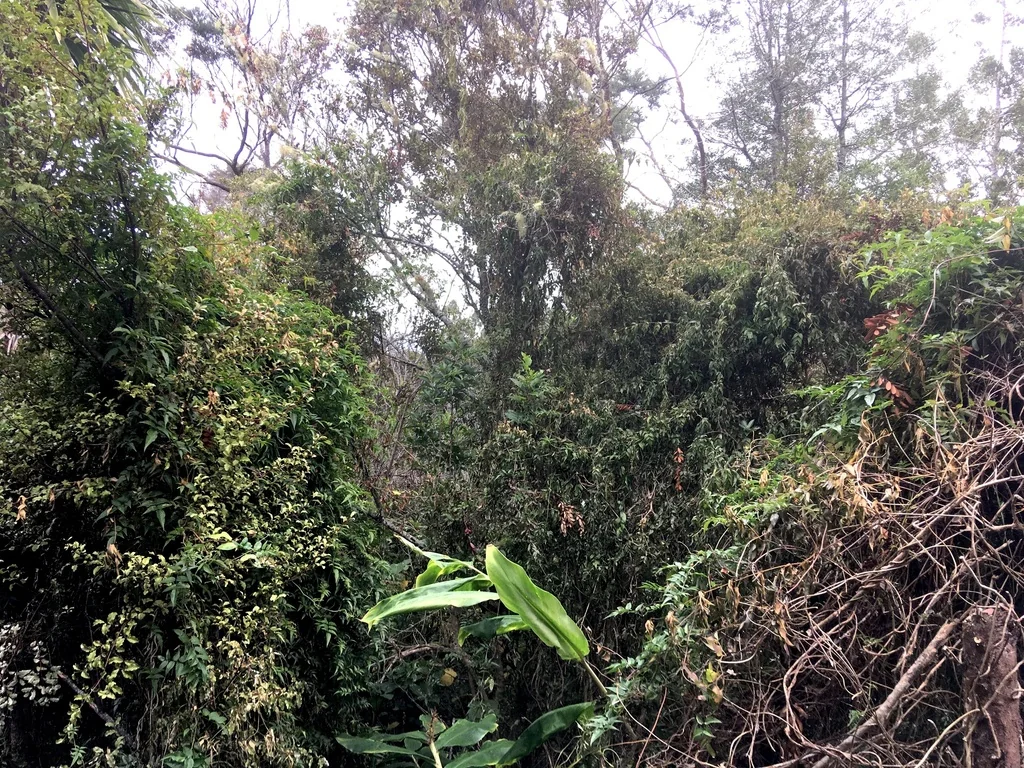 Jasminum Polyanthum