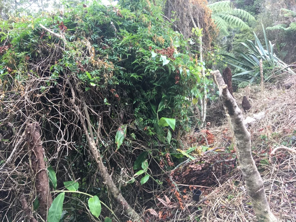 Jasminum Polyanthum