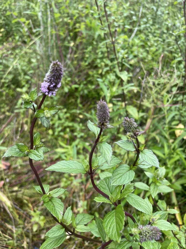 Mentha X Piperita