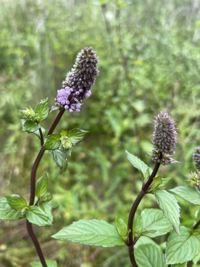 Mentha X Piperita