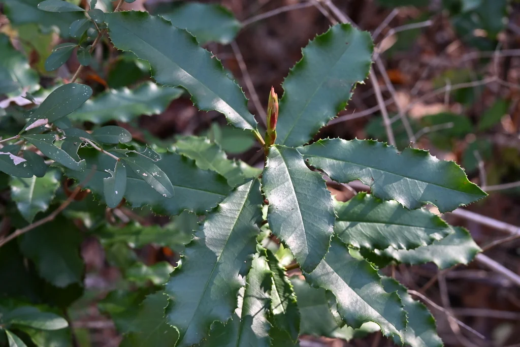 Photinia Serratifolia