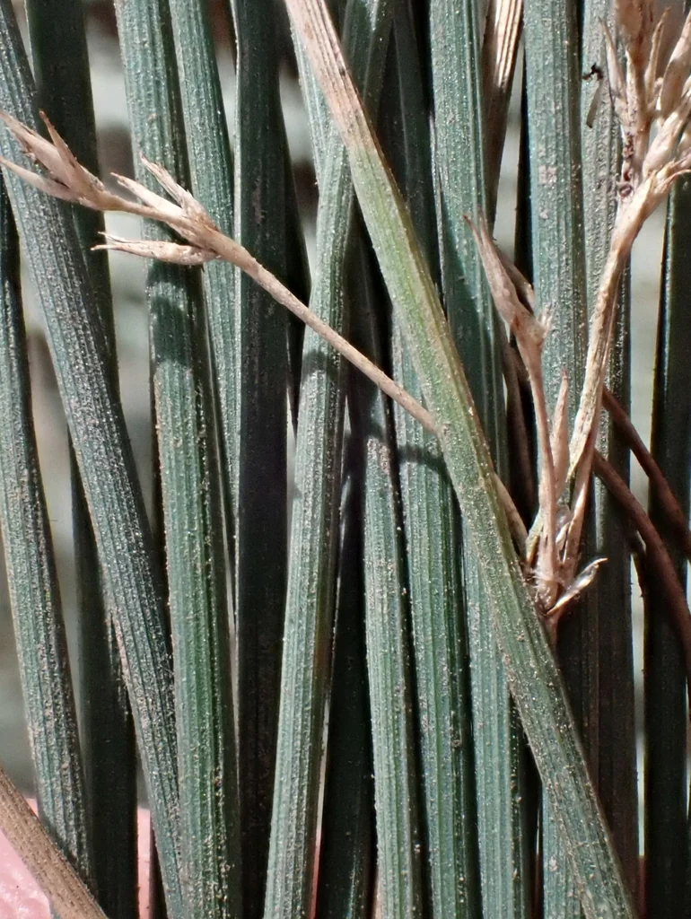Juncus Patens