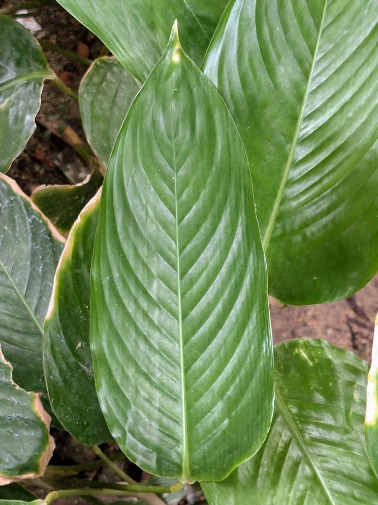 Spathiphyllum wallisii
