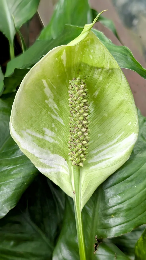 Spathiphyllum wallisii