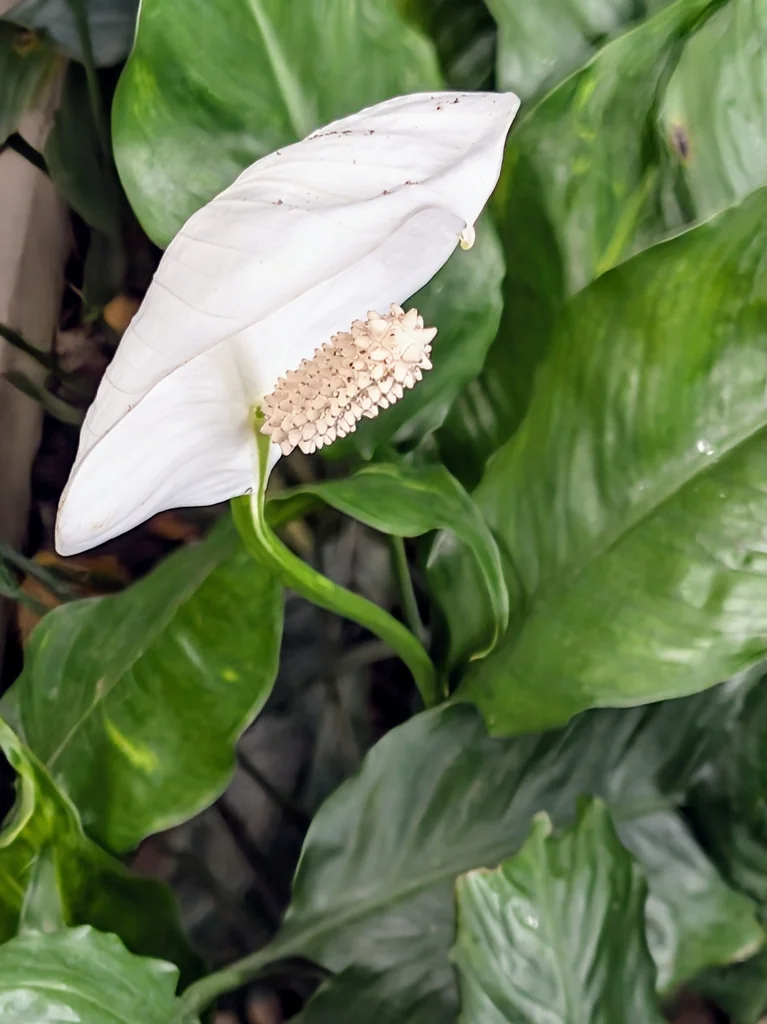Spathiphyllum wallisii