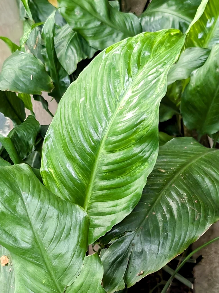 Spathiphyllum wallisii
