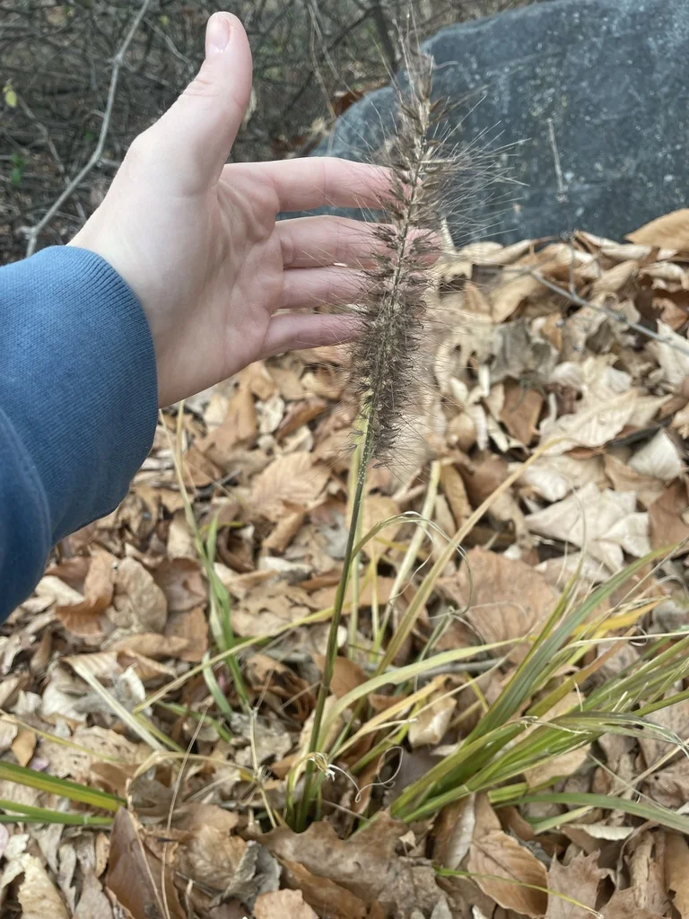 Pennisetum alopecuroides