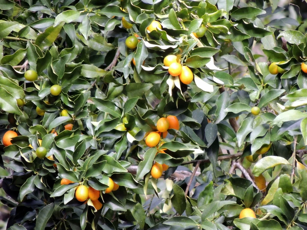 Citrus Japonica